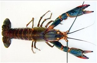 Redclaw Crayfish (Cherax quadricarinatus)