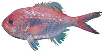 Bigeye Snapper- Facts and Photographs