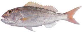 photo of rosy jobfish