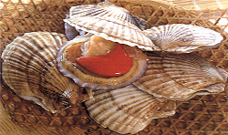 scallops with roe inside scallop shells