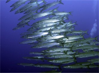 underwater photo of a school of barracouta