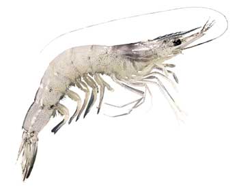 School Prawn (Metapehaeus macleayi)