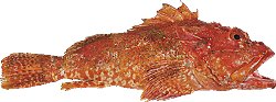 scorpion fish