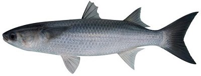 Sea Mullet (Mugil cephalus) 