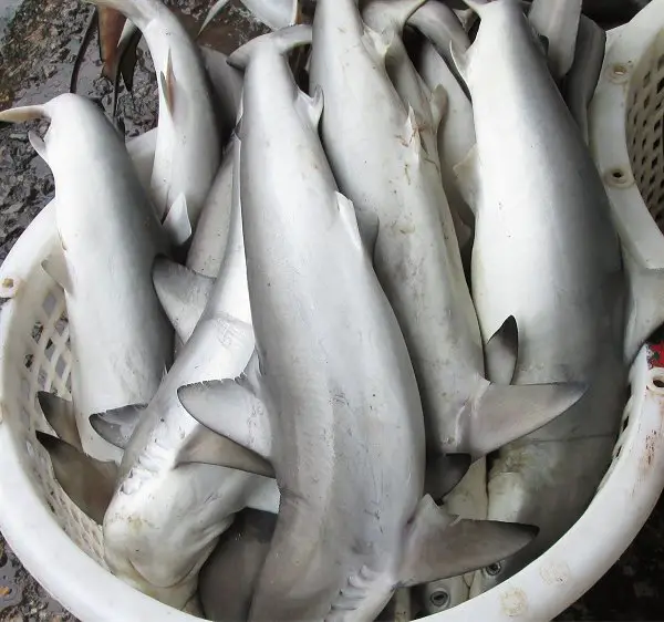 Commercial shark catch in Ranong Thailand