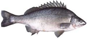 silver perch, australian native fish, freshwater perch, australian perch