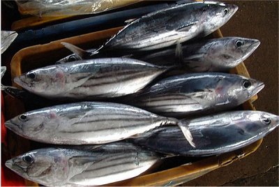 Commercial catch of skipjack tuna