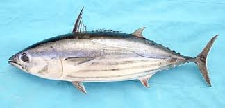 Skipjack Tuna (Katsuwonus pelamis)