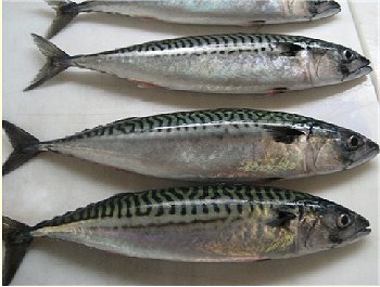 slimey mackerel, good bait fish, mackerel for bait, slimeys
