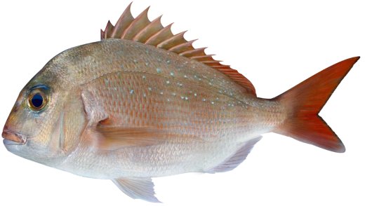 detailed photo of pagrus snapper, cockney bream