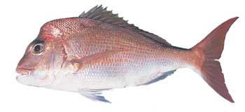 Red snapper, australian snapper, pagrus auratus snapper