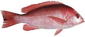 Red Snapper (Lutjanus erythropterus)