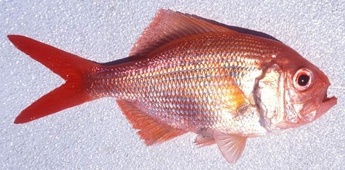 Tropical Red Snapper (Centroberyx affinis)