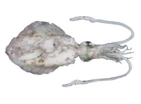 Southern Calamari (Sepioteuthis australis), calamari squid