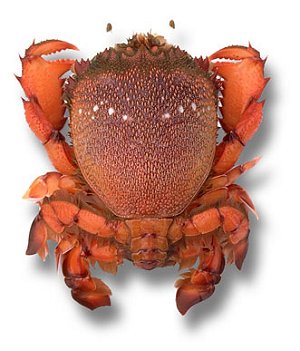 photo of a spanner crab, whole spanner crab