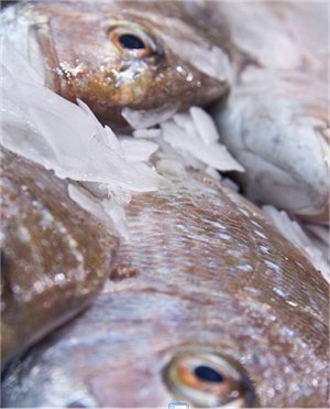 spotted bream-auratus bream