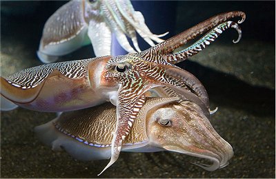 squid live, aquatic products