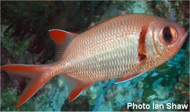 Squirrel Fish - Myripristis kuntee