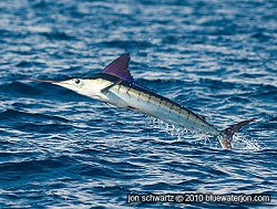 striped marlin fishing photos, striped marlin jumping