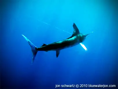 Striped Marlin, underwater shot, catch release marlin