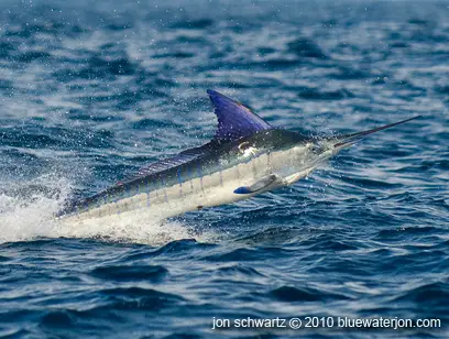 Blue water, striped marlin