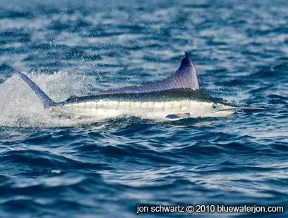 striped marlin on the surface, action shots of striped marlin fishing