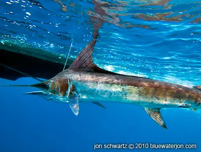 underwater photo of striped marlin at the boat, clear blue water, fish tagging