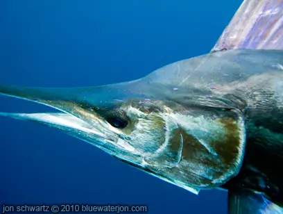 underwater photo of striped marlin head, photo showing striped marlin eye