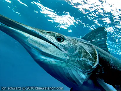 Striped marlin fishing underwater photo