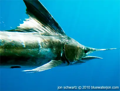 head and dorsal fin striped marlin, underwater photo of striped marlin, dorsal fin striped marlin, pectoral fins