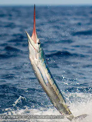 Leaping striped marlin, striped marlin showing beautiful colors, striped marlin tail walking