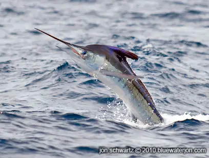 beautiful colours of striped marlin emerging from ocean