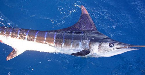 Striped Marlin (Tetrapturus audax)