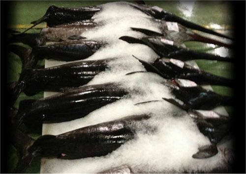 Fresh whole swordfish on ice, commercial swordfish fishery