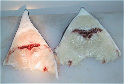 sword fish fillets, swordfish fillets, lighting swordfish fillets.