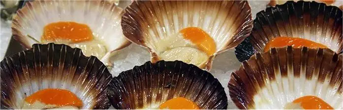 half shell tasmanian scallops pectin fumatis chilled on ice