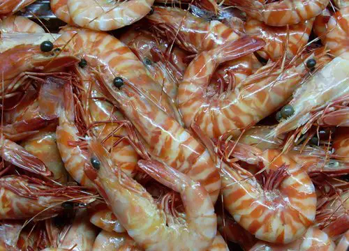 Fresh cooked tiger prawns, BT shrimp on ice