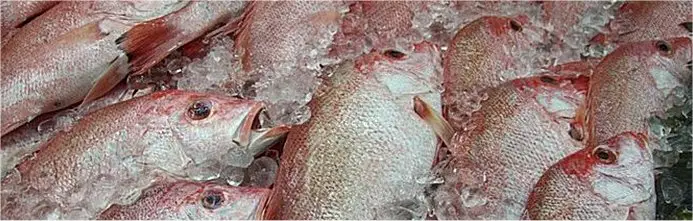Tropical Red Snappers, Fresh Chilled on Ice