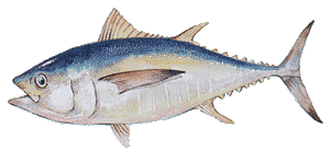 Bigeye Tuna, big eye tuna, Thunnus obesus