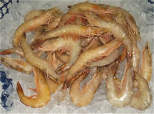 Banana Prawns from Urangan Fisheries