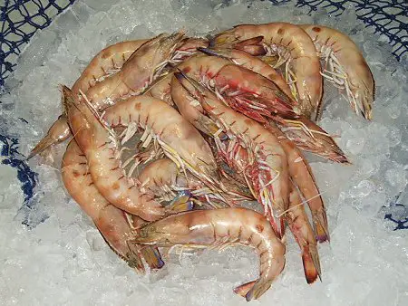 Red Spot King Prawns from Urangan Fisheries