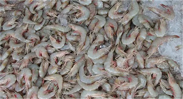 white shrimp, banana prawns on ice Thailand Wild Caught Shrimp