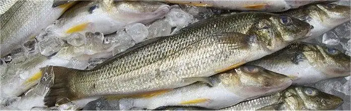 Fresh chilled whiting on ice