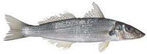 sand whiting