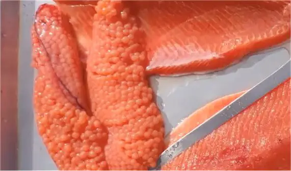 salmon roe, salmon caviar, salmon fillet