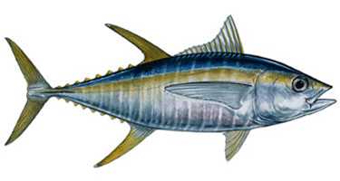 yellow fin tuna