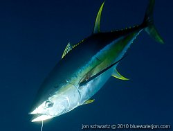 underwater photo of yellowfin tuna, yfin tuna, yellow fin tuna info