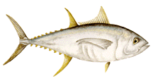 yellowfin.gif (9045 bytes)