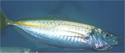 photo of yellowtail, yakka, yellow tail scad