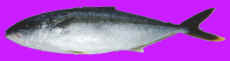 kingfish1- yellowtail kingfish